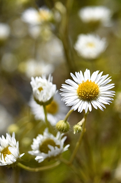 Sommarbinka, Erigeron annuus
