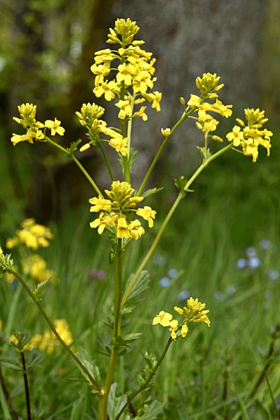 Sommargyllen, Barbarea vulgaris