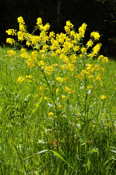 Sommargyllen, Barbarea vulgaris