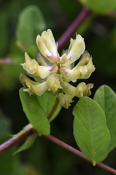 Sötvedel, Astragalus glycyphyllos