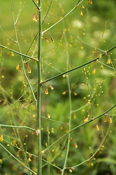 Sparris, Asparagus officinalis