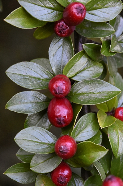 Spärroxbär, Cotoneaster divaricatus