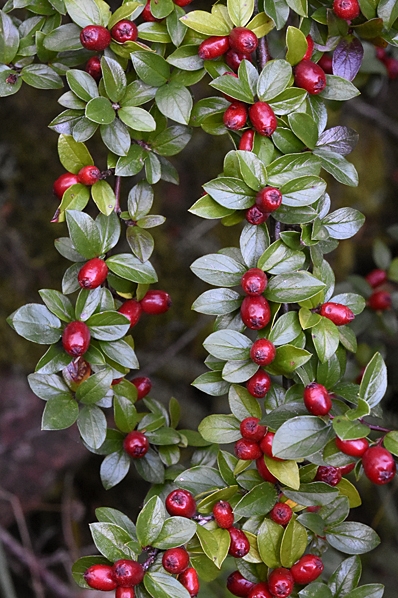 Spärroxbär, Cotoneaster divaricatus