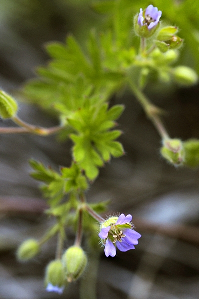 Sparvnäva, Geranium pusillum