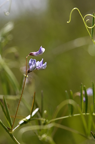 Sparvvicker, Vicia tetrasperma