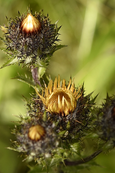 Spåtistel, Carlina vulgaris