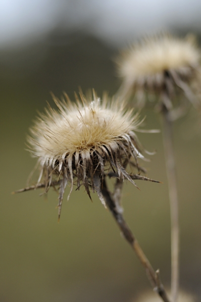 Spåtistel, Carlina vulgaris