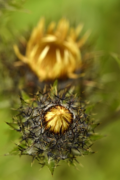 Spåtistel, Carlina vulgaris