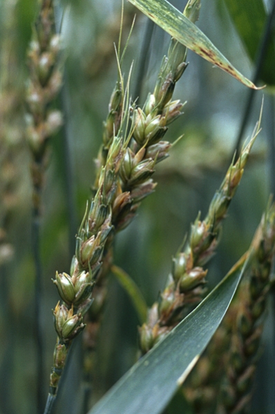 Speltvete, Dinkel, Triticum spelta