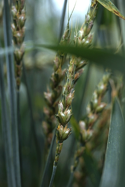 Speltvete, Dinkel, Triticum spelta