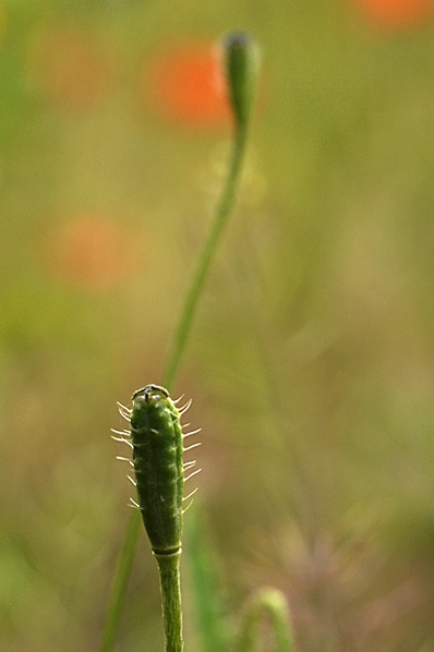 Spikvallmo, Papaver argemone