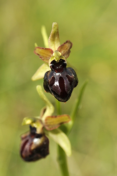 Spindel-ofrys, Ophrys sphegodes ofrys, spindelofrys