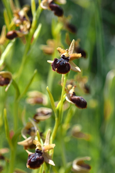 Spindelofrys, Ophrys sphegodes, ofrys