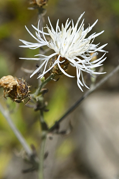 Spretklint, Centaurea diffusa