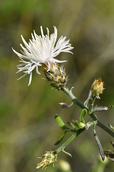 Spretklint, Centaurea diffusa