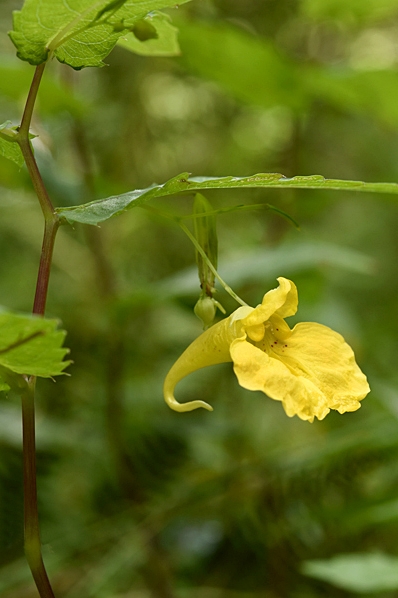 Springkorn, Impatiens noli-tangere