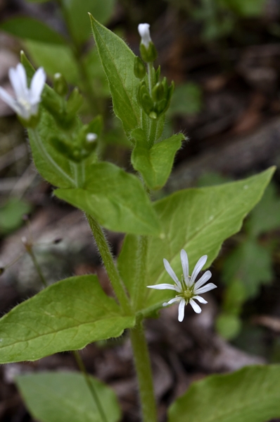 Sprödarv, Myosoton aquaticum