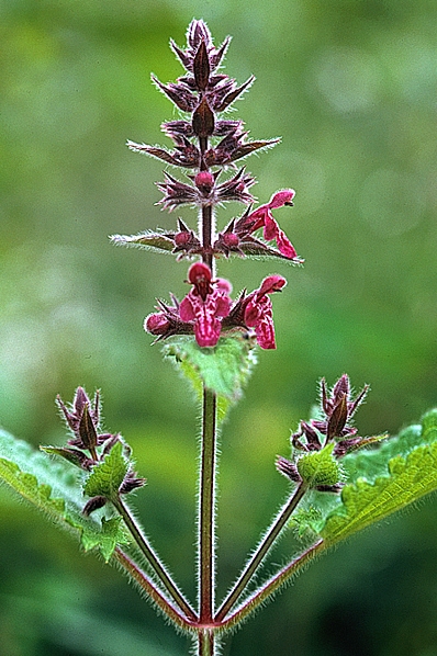 Stinksyska, Stachys sylvatica