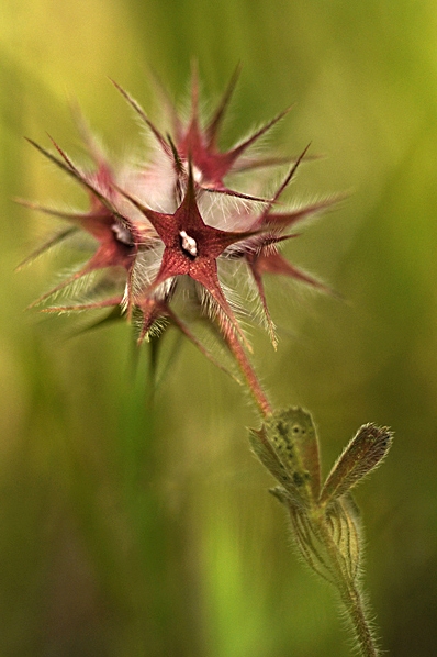 Stjärnklöver, Trifolium stellatum