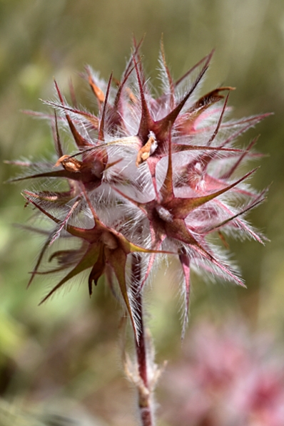 Stjärnklöver, Trifolium stellatum