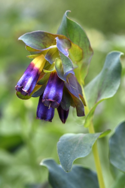 Stor vaxblomma, Cerinthe major, vaxblomma