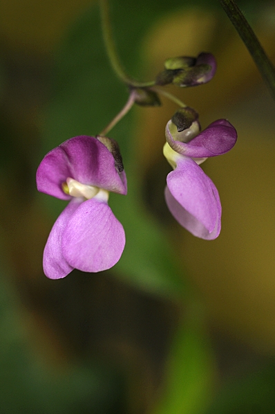 Störbrytböna 'Carminat', Phaseolus vulgaris