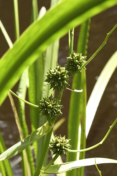 Vanlig storigelknopp, Sparganium microcarpum, Sparganium erectum