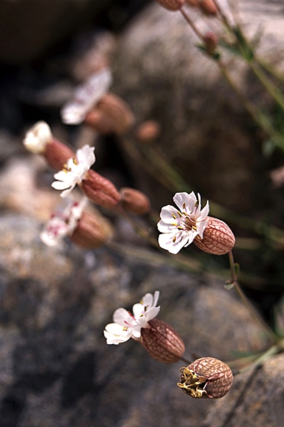 Strandglim, Silene uniflora ssp. uniflora