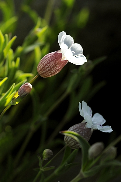 Strandglim, Silene uniflora ssp. uniflora