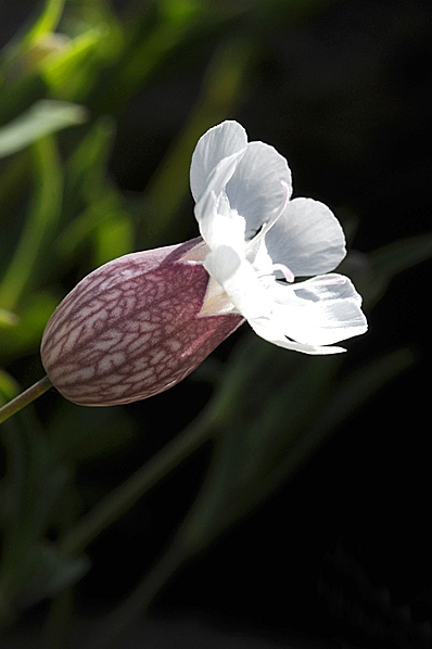 Strandglim, Silene uniflora ssp. uniflora