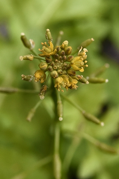Sumpfräne, Rorippa palustris