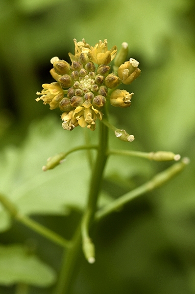Sumpfräne, Rorippa palustris