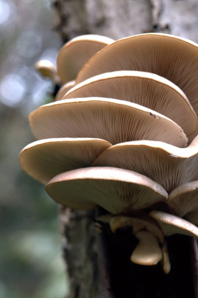 Ostronmussling, Pleurotus ostreatus, ostronskivling