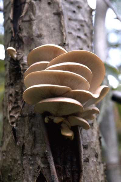 Ostronmussling, Pleurotus ostreatus, ostronskivling
