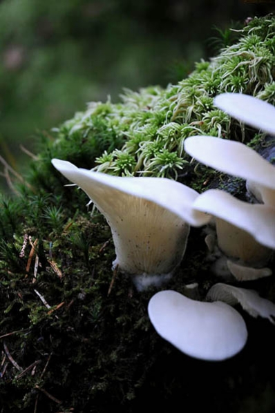 Öronmussling, Pleurocybella porrigens