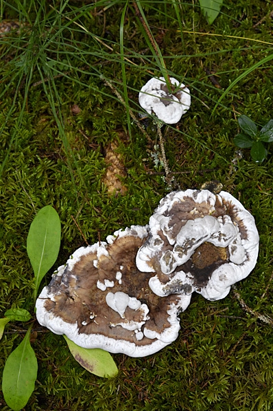 Svamp, svampar