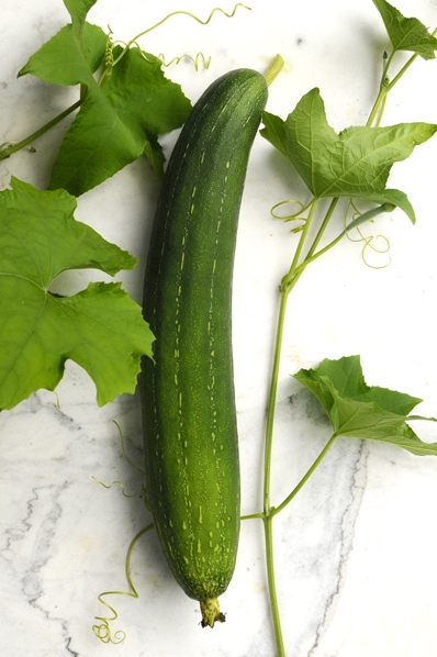 Svampgurka, Luffa aegyptiaca