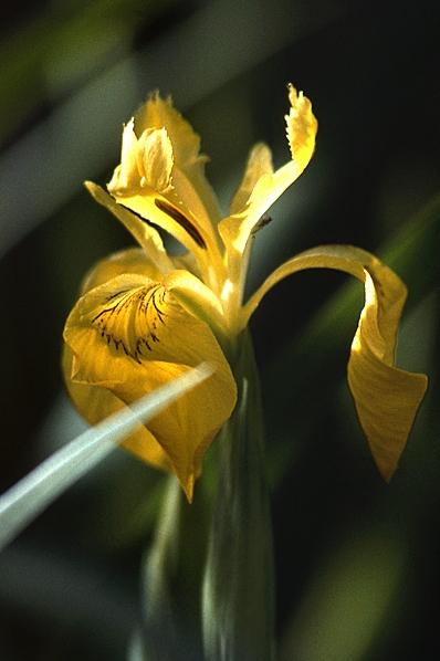 Svärdslilja, Iris pseudacorus