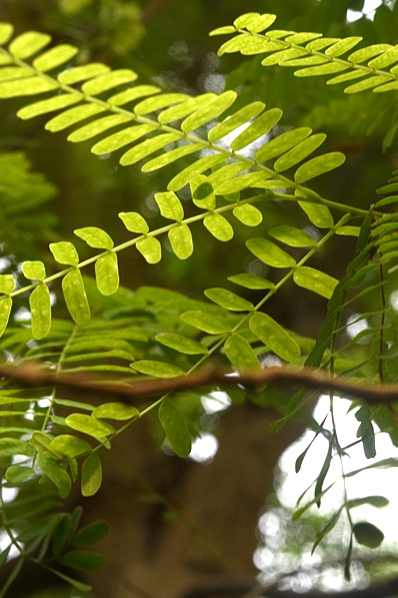 Tamarind, Tamarindus indica