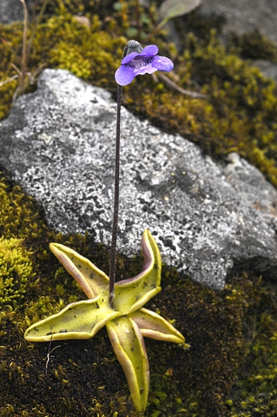 Tätört, Pinguicula vulgaris