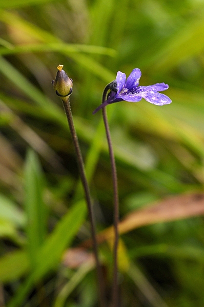 Tätört, Pinguicula vulgaris