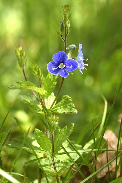 Teveronika, Veronica chamaedrys