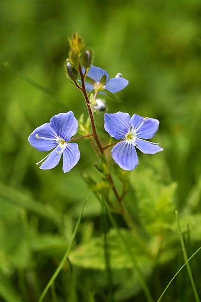 Teveronika, Veronica chamaedrys