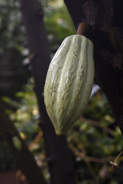 Kakao, Theobroma cacao