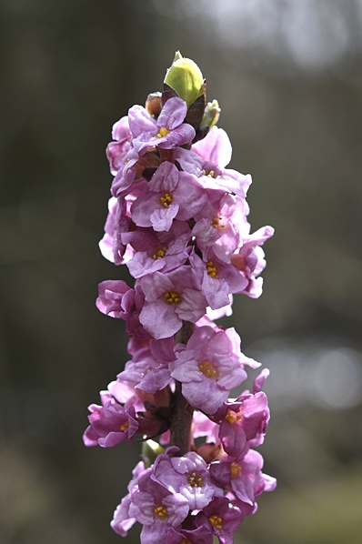 Tibast, Daphne mezereum