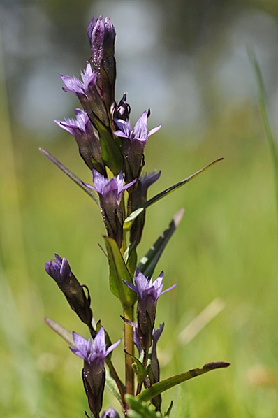 Tidig ängsgentiana, Gentianella amarella var. lingulata