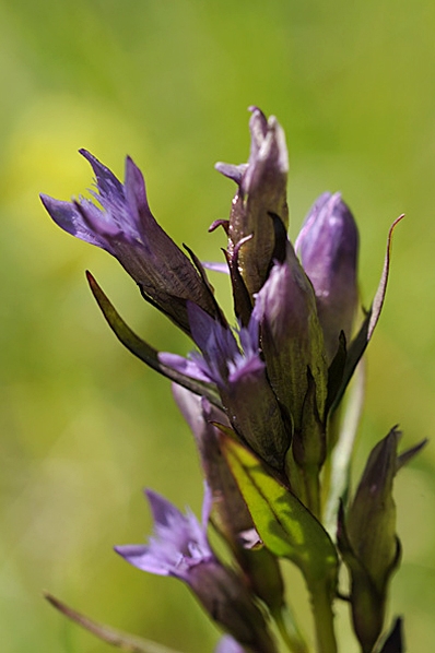 Tidig ängsgentiana, Gentianella amarella var. lingulata