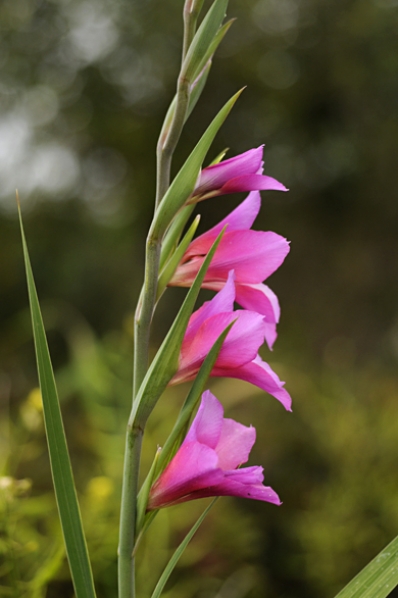 Tidig sabellilja, Gladiolus italicus