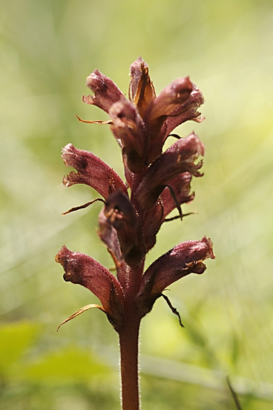 Timjansnyltrot, Orobanche alba