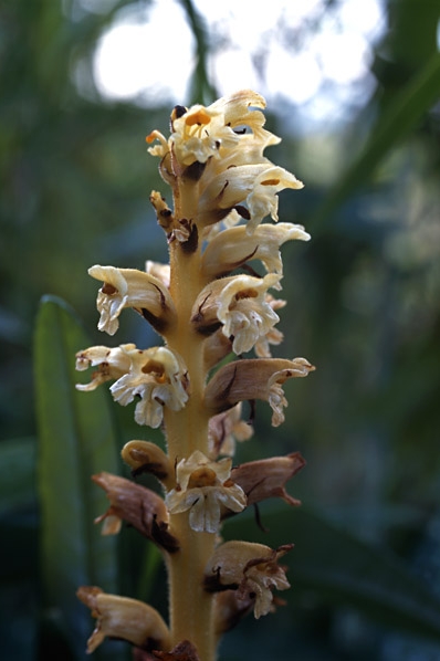 Tistelsnyltrot, Orobanche reticulata